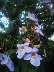 Thunbergia grandiflora