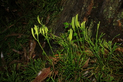 Diphasiastrum thyoides