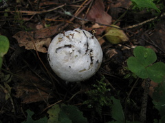 Hypomyces ochraceus