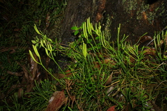 Diphasiastrum thyoides