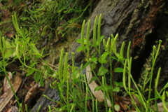 Diphasiastrum thyoides