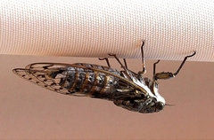 Cicada orni