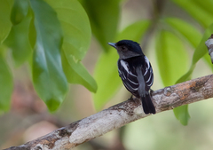 Pachyramphus polychopterus