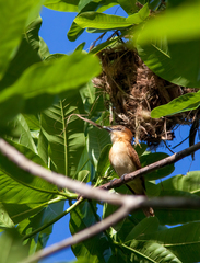 Pachyramphus cinnamomeus