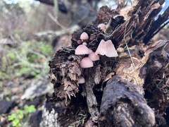 Mycena purpureofusca
