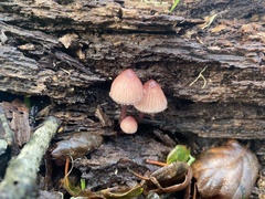 Mycena purpureofusca