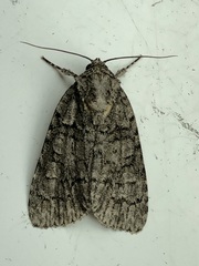 Acronicta modica