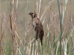 Euplectes progne