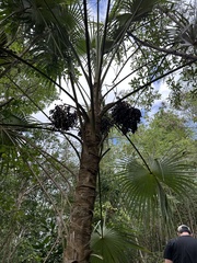 Coccothrinax alta