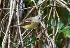 Myiopagis gaimardii