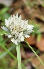 Cyperus niveus leucocephalus