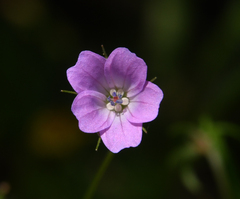 Geranium columbinum