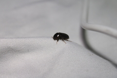 Acrossidius tasmaniae