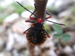 Spartocera