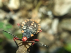 Spartocera