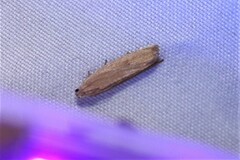 Bactra noteraula