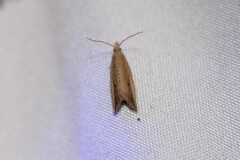 Bactra noteraula