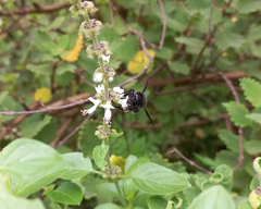 Bombus