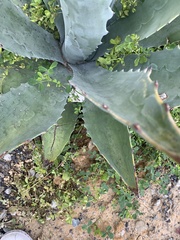 Agave