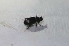 Acrossidius tasmaniae