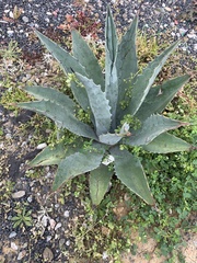 Agave