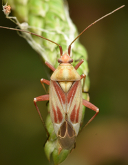 Calocoris roseomaculatus