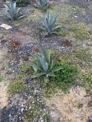Agave