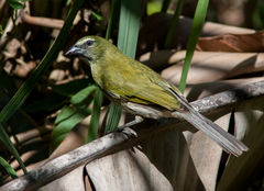 Saltator striatipectus