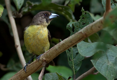 Ramphocelus flammigerus