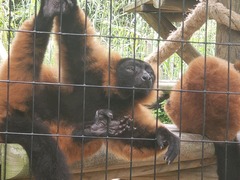 Varecia rubra