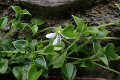 Stellaria serpyllifolia