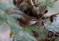 Cantorchilus leucotis