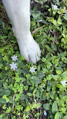 Richardia grandiflora