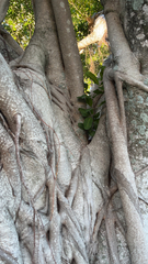 Ficus aurea