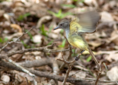 Myiarchus panamensis