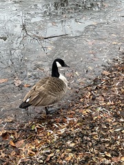 Branta canadensis