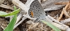 Freyeria trochylus