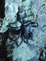 Latonigena