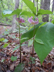 Trillium catesbaei