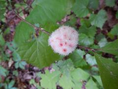 Callirhytis seminator