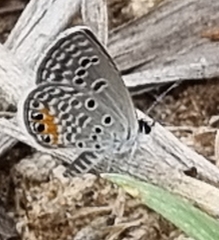 Freyeria trochylus
