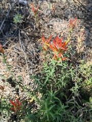 Castilleja subalpina