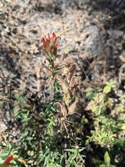 Castilleja subalpina