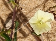 Xenostegia tridentata