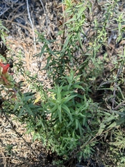 Castilleja subalpina