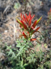 Castilleja subalpina
