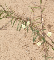 Xenostegia tridentata