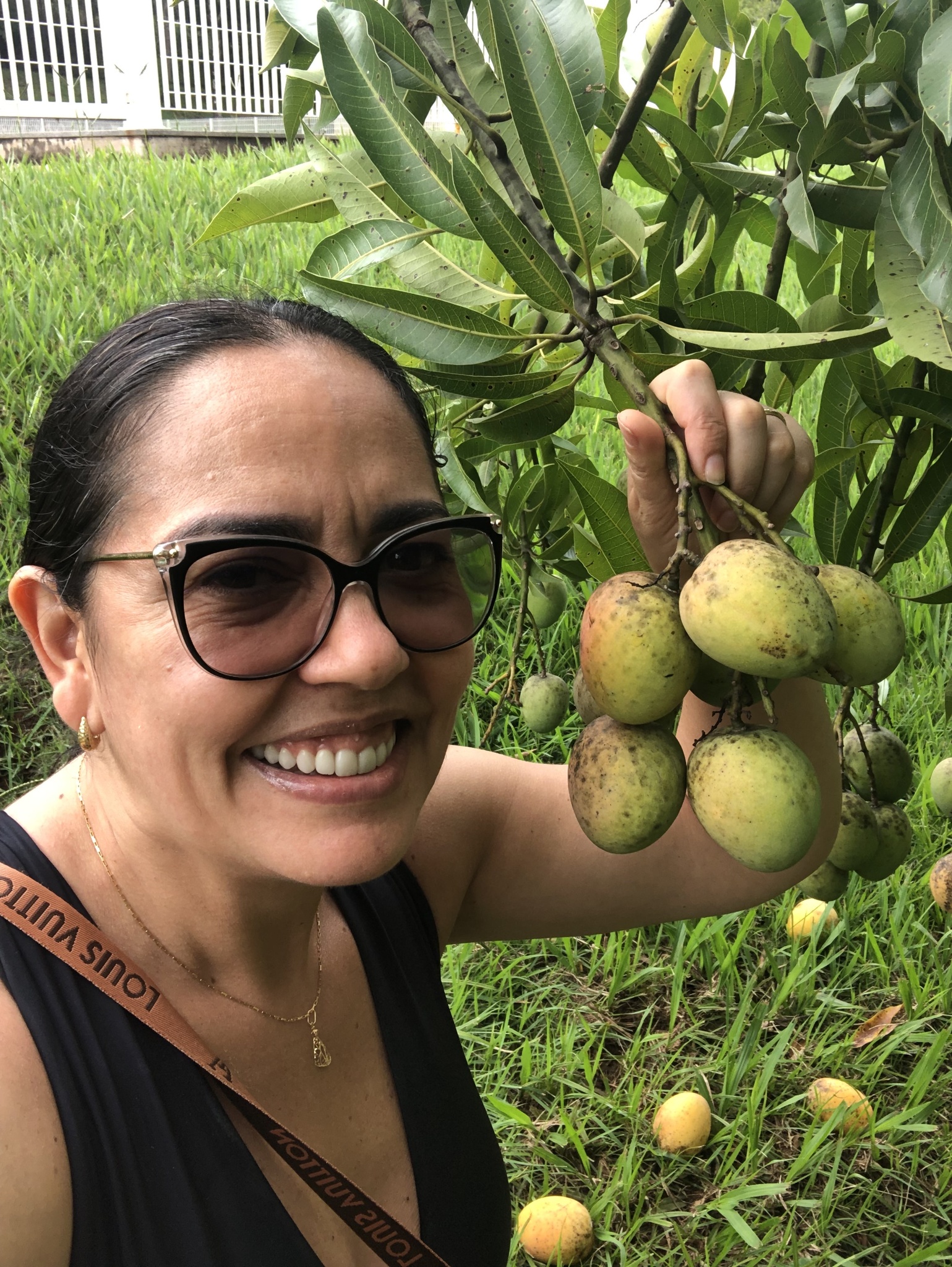 Mangifera indica