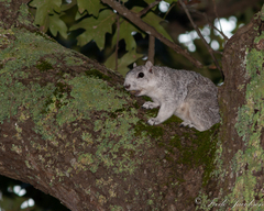 Sciurus niger cinereus