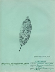 Frangula caroliniana